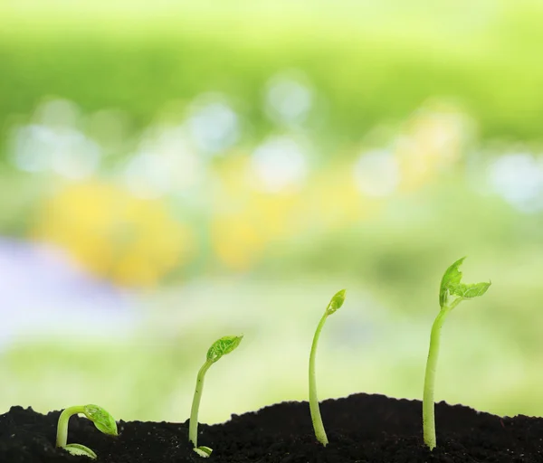 Germination des graines de haricot différents stades — Photo