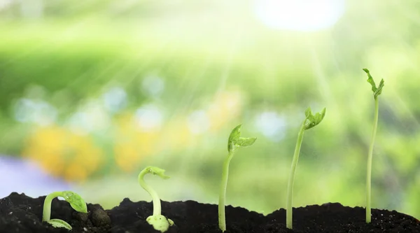 Germinazione dei semi di fagiolo fasi diverse — Foto Stock