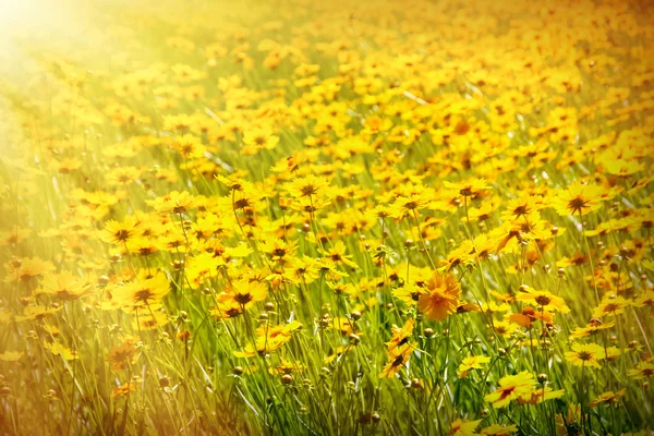 Cosmos flowers with sunlight — Stock Photo, Image