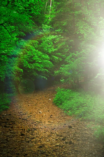 Sendero a través de árboles altos bosque — Foto de Stock