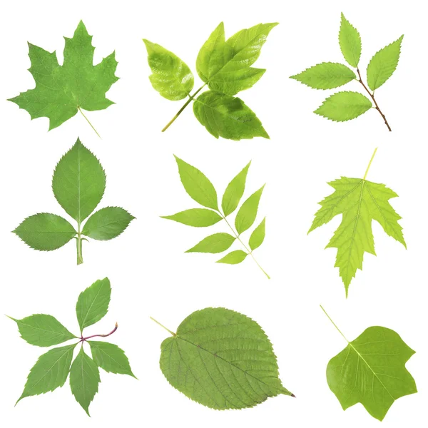 Schöne grüne Blätter isoliert — Stockfoto