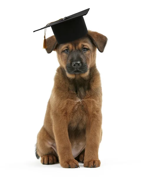 Cane carino con cappello laureato isolato — Foto Stock