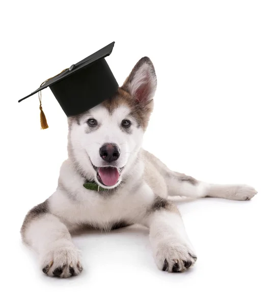 Cane carino con cappello laureato isolato — Foto Stock