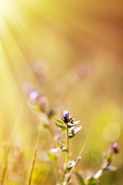 Flores silvestres con luz solar —  Fotos de Stock