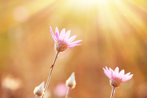 Güneş ışığı ile tarlada vahşi çiçekler — Stok fotoğraf