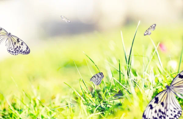 Mariposas sobre hierba verde — Foto de Stock