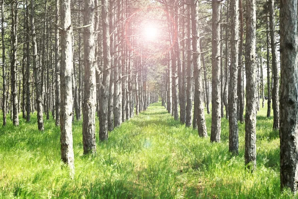 Bosque con luz solar — Foto de Stock