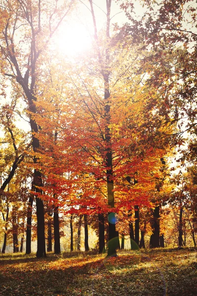 Beautiful autumn trees — Stock Photo, Image