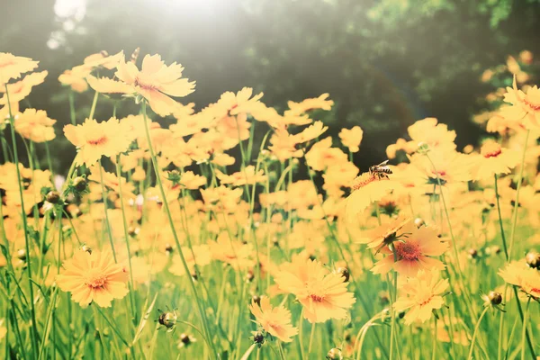 Kosmos Blumen mit Sonnenlicht — Stockfoto