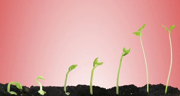Bean seed germination different stages — Stock Photo, Image