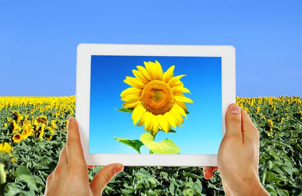 Tablet-pc in handen met de zonnebloem — Stockfoto