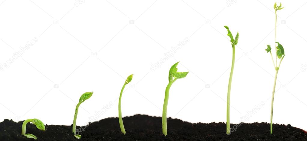 Bean seed germination different stages 