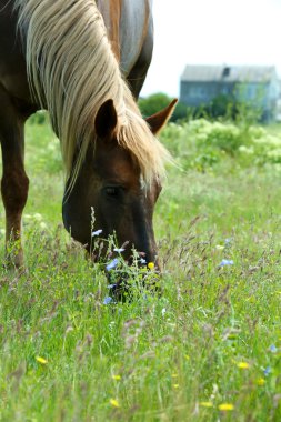 çayır üzerinde otlatma at