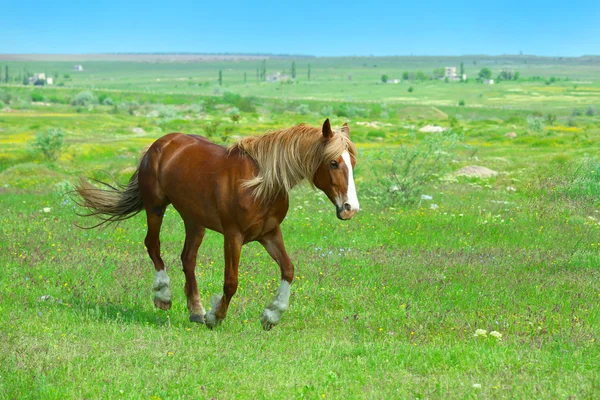 Pferd weidet auf Wiese — Stockfoto