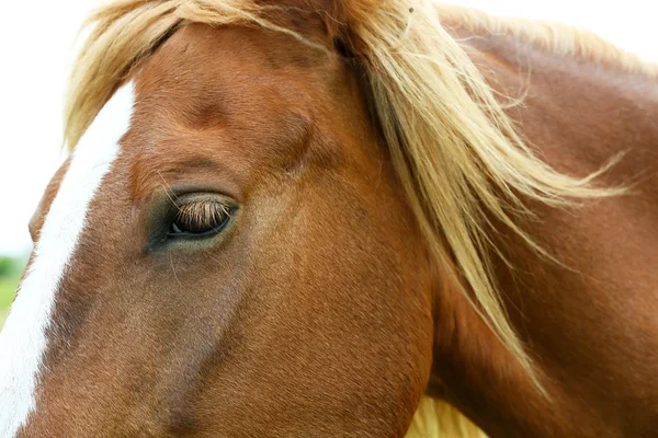 Closeup hnědé koně venku — Stock fotografie