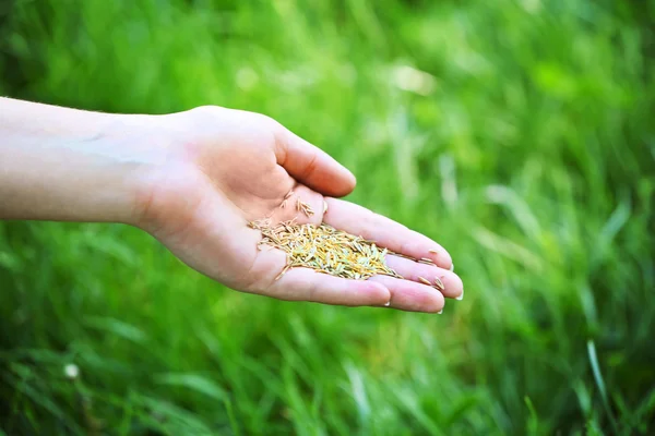 Grain de blé à la main féminine — Photo