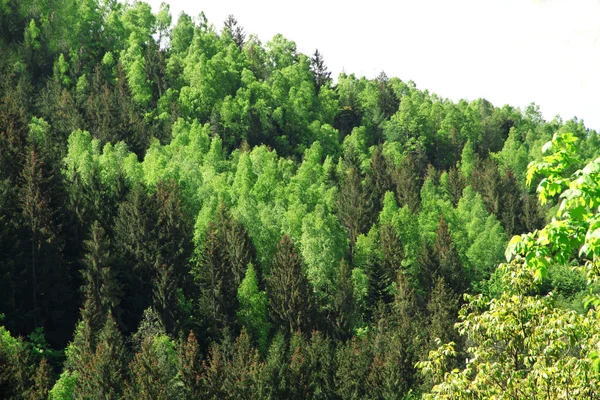 山上的绿树 — 图库照片