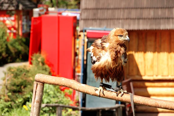 Aigle brun sur planche de bois — Photo