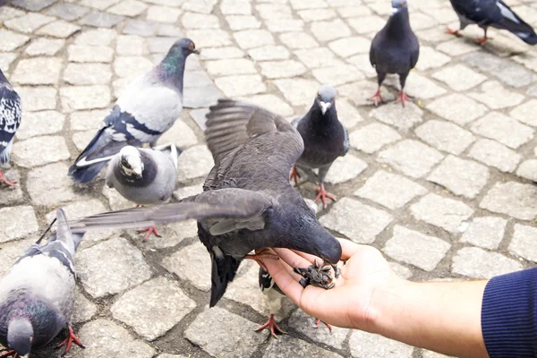 Un jeune homme nourrit des pigeons — Photo