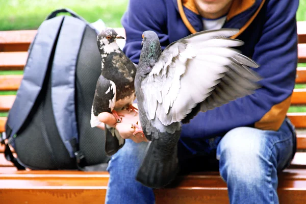 Man feed pigeons outdoors — Stock Photo, Image