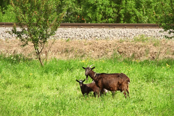 Capre al pascolo sul prato — Foto Stock