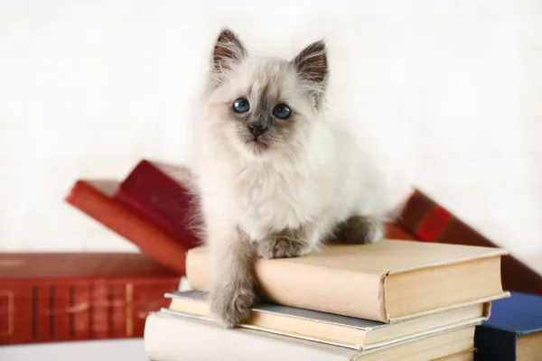 Carino piccolo gatto con libri — Foto Stock