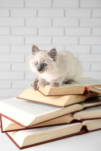 Carino piccolo gatto con libri — Foto Stock