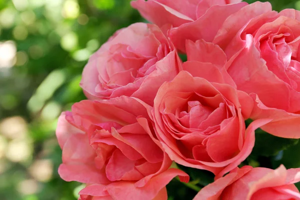 Mooi boeket van roze rozen — Stockfoto