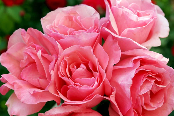 Beautiful bouquet of pink roses — Stock Photo, Image