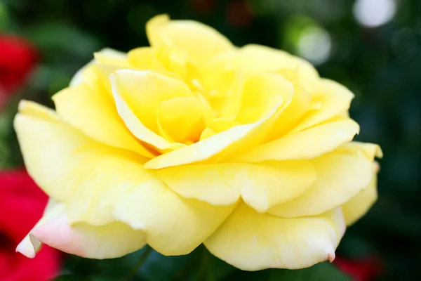 Hermosa rosa amarilla —  Fotos de Stock
