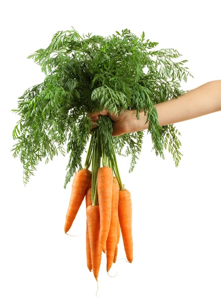 Zanahorias frescas en mano aisladas sobre blanco — Foto de Stock