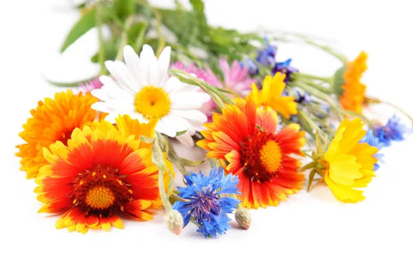 Schöne helle Wildblumen — Stockfoto
