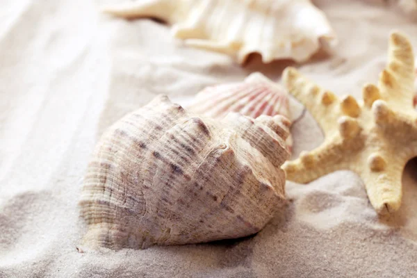 Mooie schelpen op zand — Stockfoto