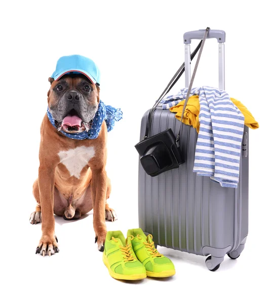 Boxer kutya a elszigetelt bőrönd — Stock Fotó