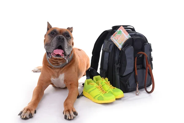 Boxer Cane con zaino isolato — Foto Stock