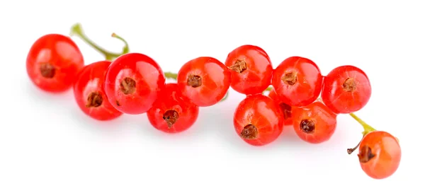 Frische rote Johannisbeeren — Stockfoto