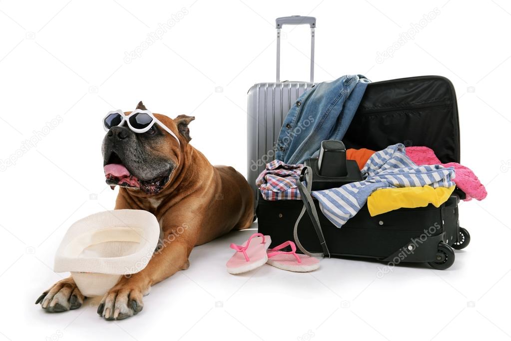 Boxer Dog with suitcases isolated