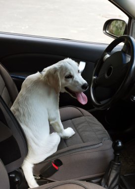 Labrador retriever köpek araba içinde