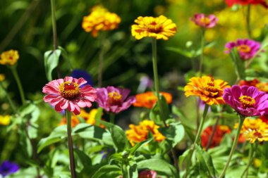 Bahçe içinde güzel çiçekler açar