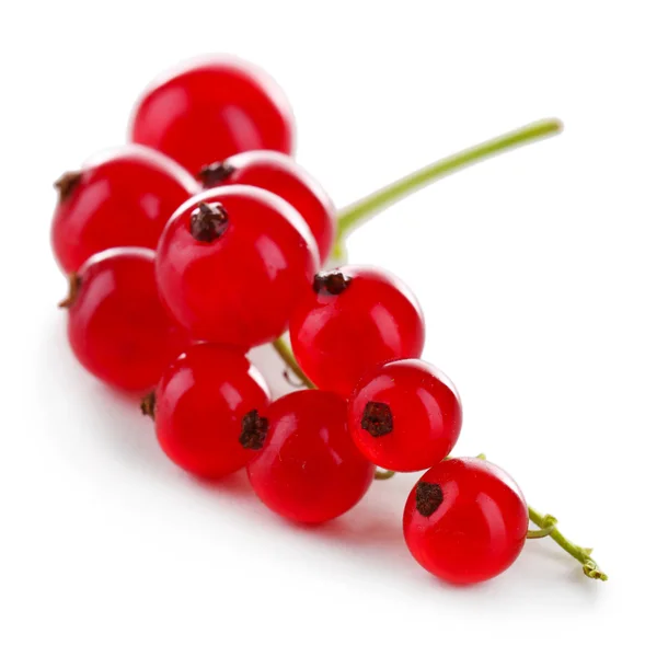 Branch of red currant isolated on white — Stock Photo, Image