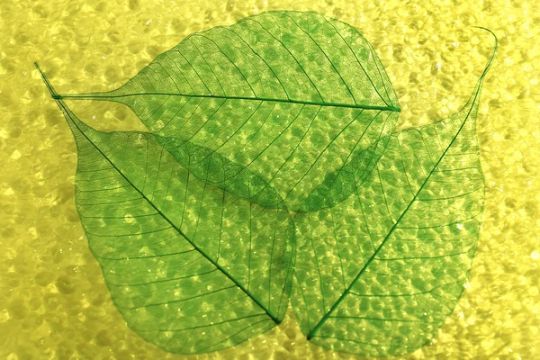 抽象的なスケルトンの葉背景 — ストック写真