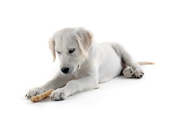Лабрадор ретривер собака жевательная кость изолированы на белом — стоковое фото