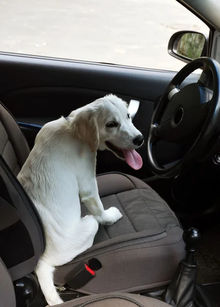 Собака-лабрадор в машине — стоковое фото