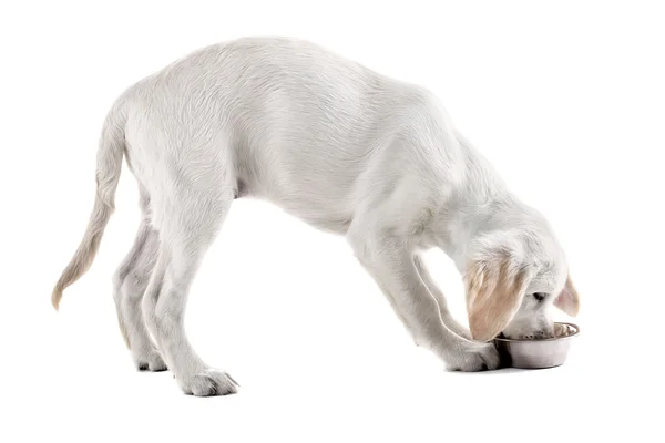从孤立的白色衬底上金属碗里吃的拉布拉多犬 — 图库照片