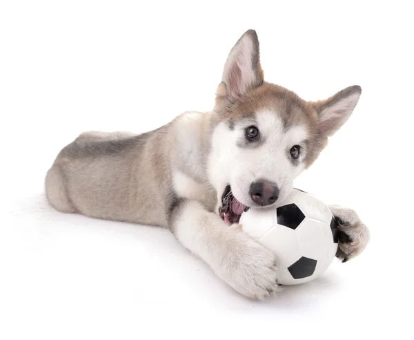 Söta Malamute hundvalp leker med boll isolerad på vit — Stockfoto