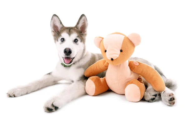 Mignon chiot Malamute couché avec ours en peluche isolé sur blanc — Photo