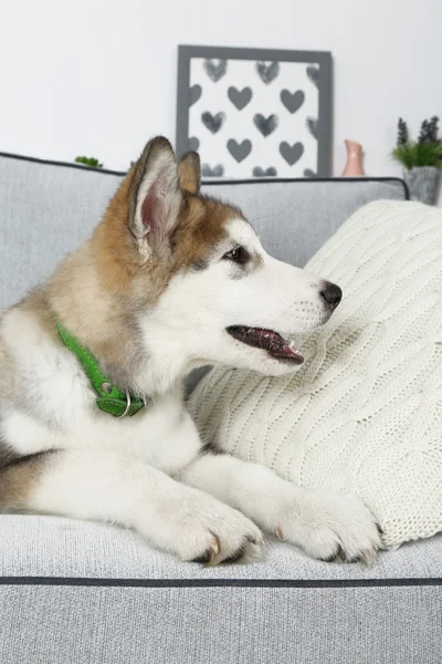 Bonito cachorrinho Malamute — Fotografia de Stock