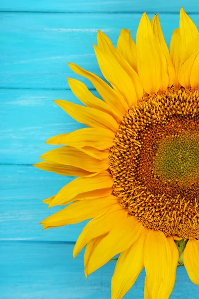 Girasol sobre fondo de madera — Foto de Stock