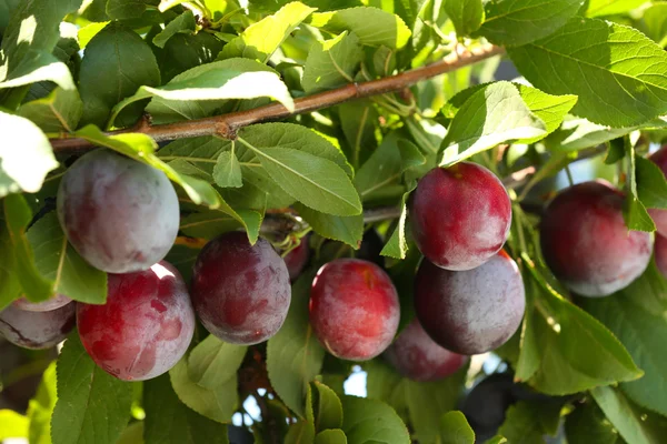 Branch of plum tree closeup — Stock Photo, Image