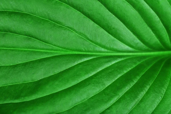 Fresh green leaf — Stock Photo, Image